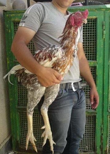 xem đá gà thomo ngày hôm nay xem đá gà thomo ngày hôm nay