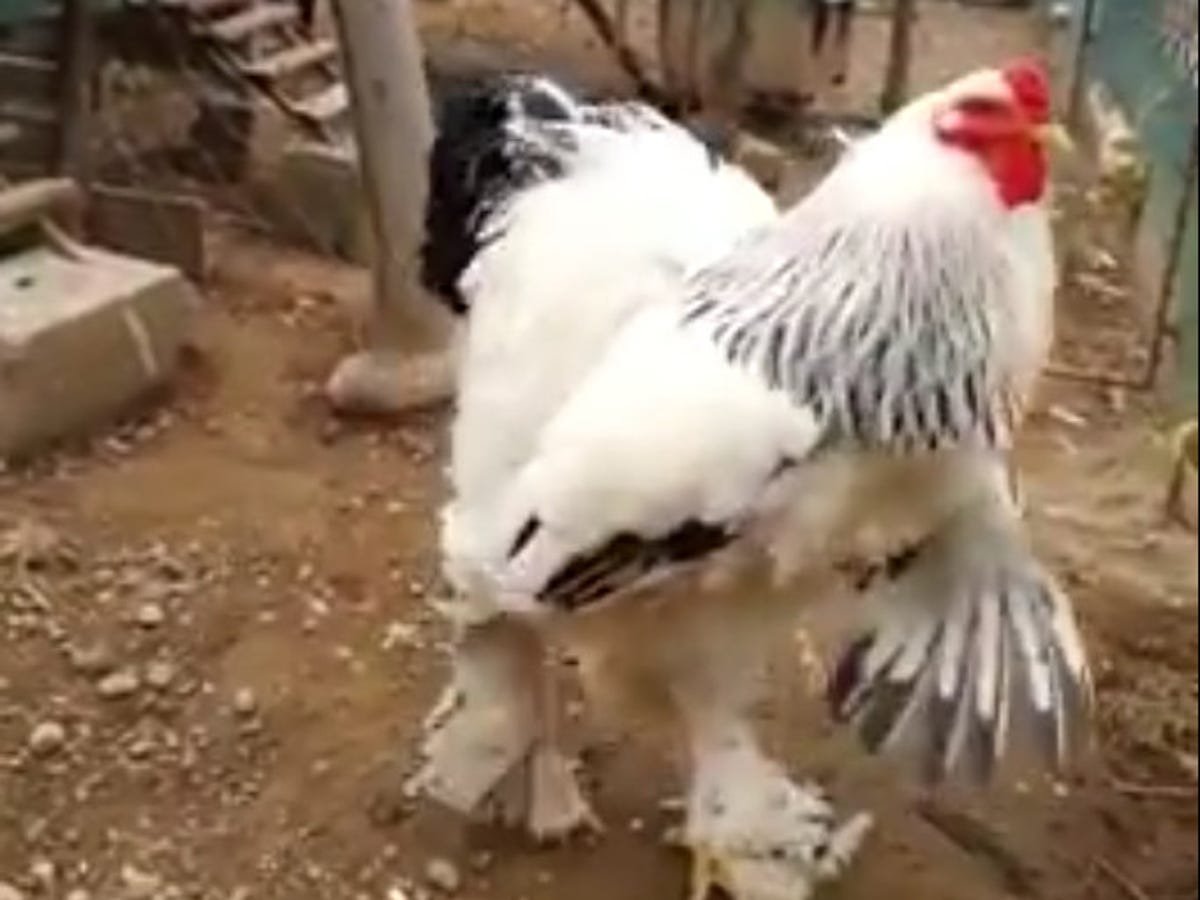 mạng gà đá mạng gà đá