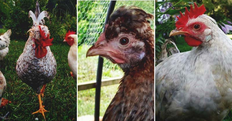 trực tiếp đá gà thomo hôm nay có bình luận