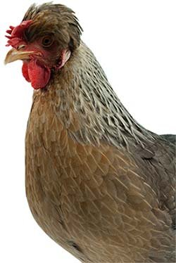 chợ tốt gà đá đồng tháp chợ tốt gà đá đồng tháp