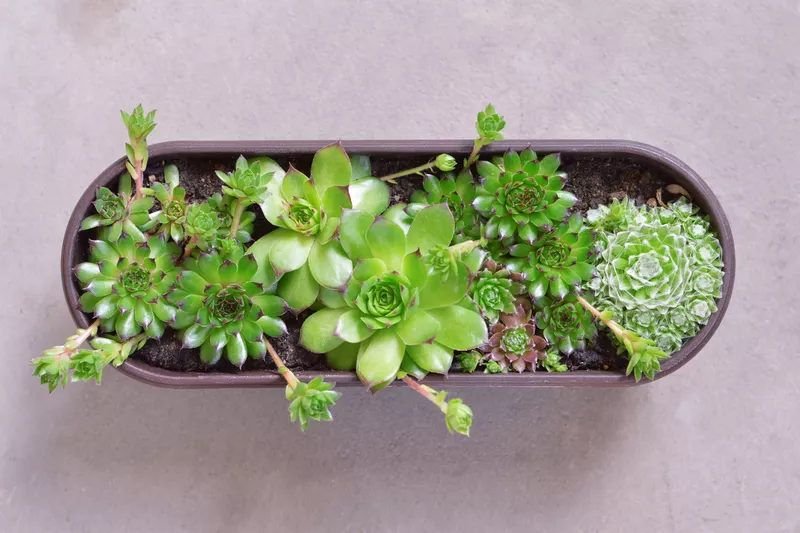 gà đá tía chuối cựa sắt gà đá tía chuối cựa sắt