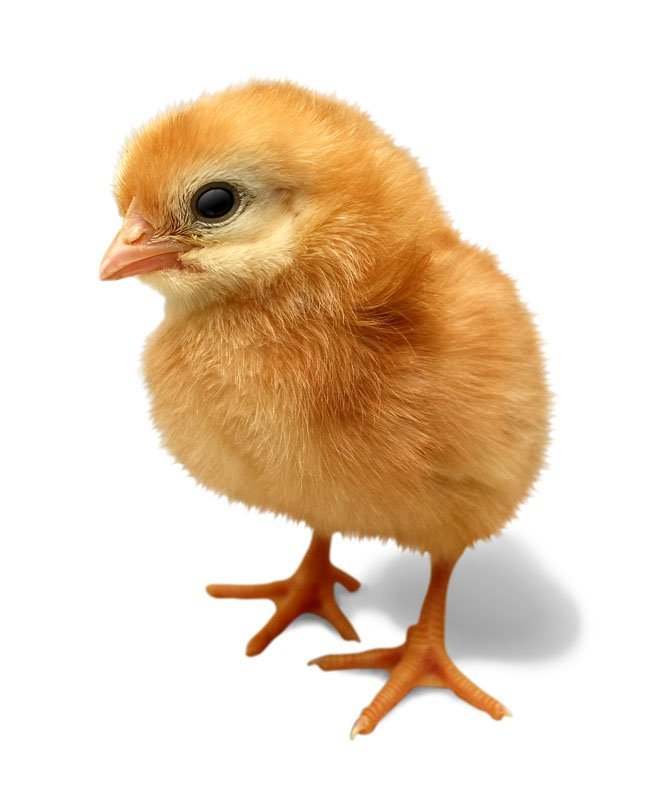 gà đá cựa nghiệt gà đá cựa nghiệt