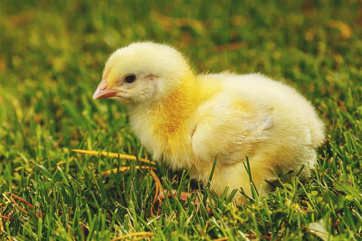 xem gà nòi đá cựa sắt xem gà nòi đá cựa sắt