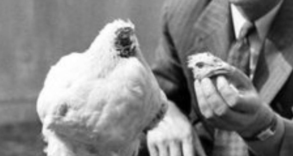 đá gà campuchia ngày 1 tháng 9 năm 2018 đá gà campuchia ngày 1 tháng 9 năm 2018