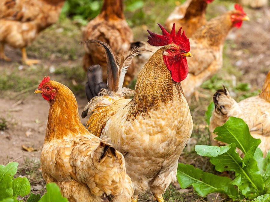 gà chọi đá chân độc gà chọi đá chân độc