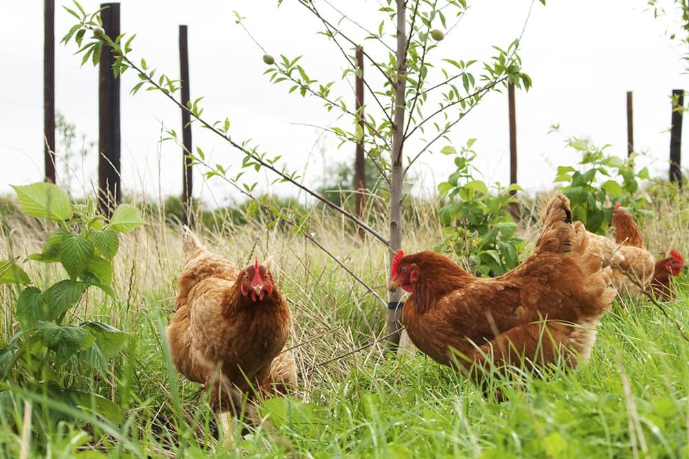 cách làm nước cho gà đá cách làm nước cho gà đá
