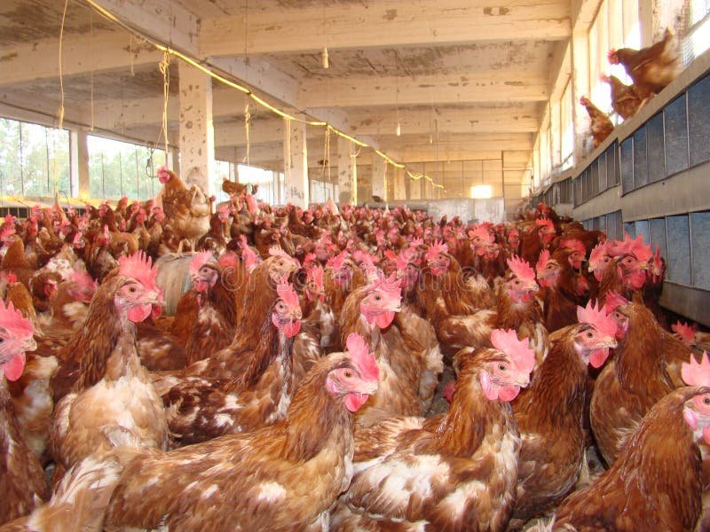 đá gà trực tiếp thomo thứ 3 đá gà trực tiếp thomo thứ 3