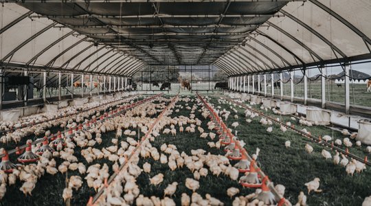 mua cựa sắt đá gà mua cựa sắt đá gà