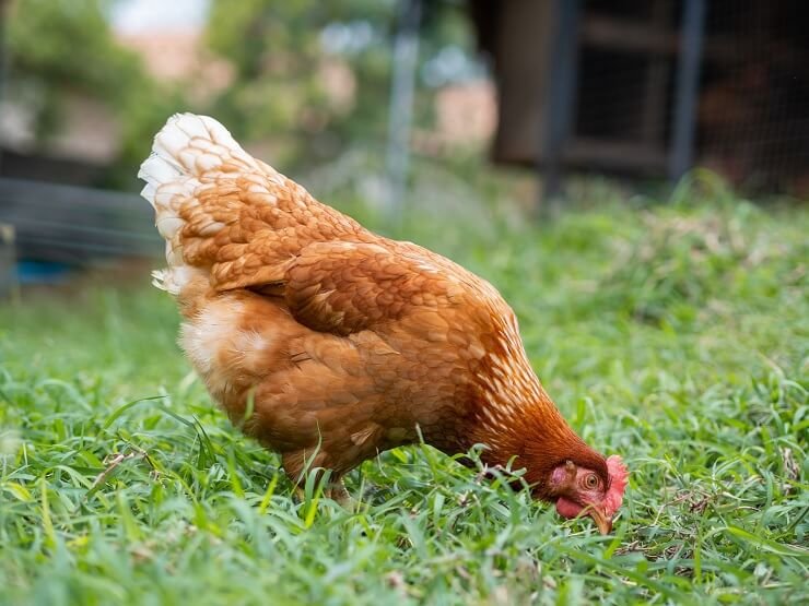 đá gà campuchia thomo trực tiếp hôm nay đá gà campuchia thomo trực tiếp hôm nay