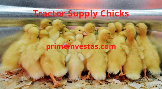 xem đá gà trực tiếp hôm nay xem đá gà trực tiếp hôm nay