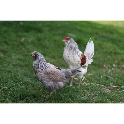 đá gà miền tây trực tiếp đá gà miền tây trực tiếp