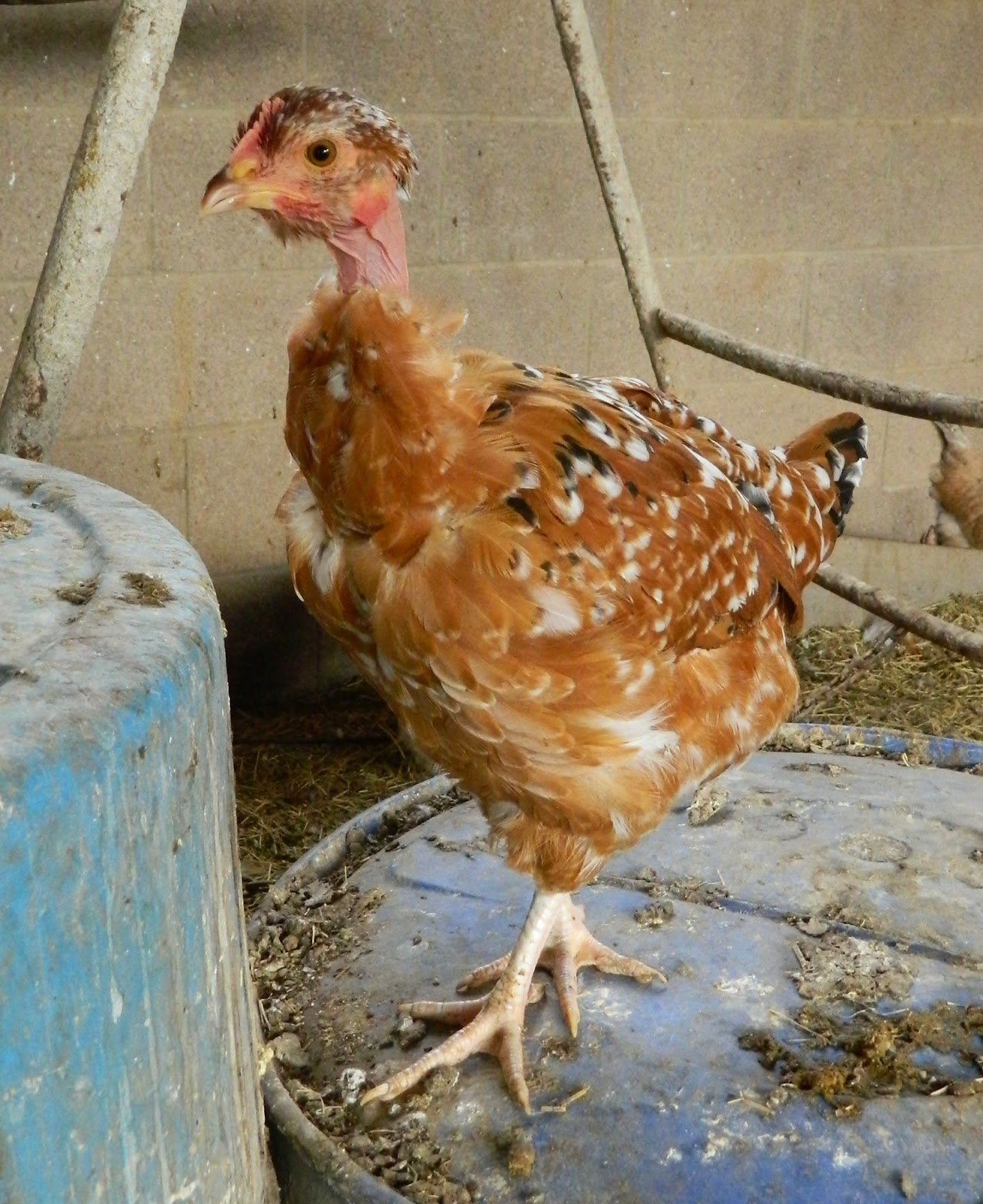 quán đặc sản thỏ rừng gà đá