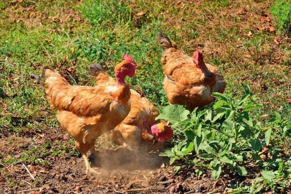 xem đá gà trực tiếp 999 xem đá gà trực tiếp 999