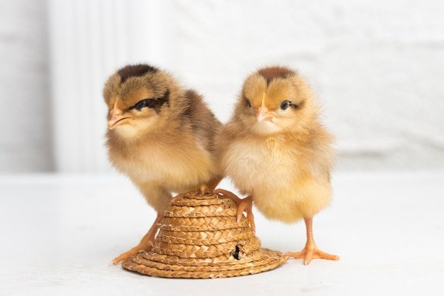 luật đá gà cựa sắt luật đá gà cựa sắt