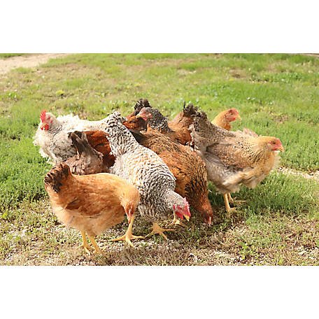 cách chăm sóc gà sau khi đá cựa sắt cách chăm sóc gà sau khi đá cựa sắt