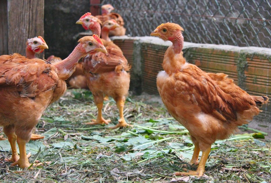 thức ăn gà đá mỹ binh tân thức ăn gà đá mỹ binh tân