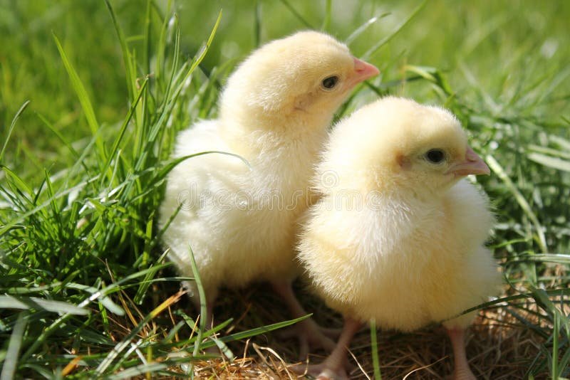 cách xem vảy gà đá cựa có hình cách xem vảy gà đá cựa có hình