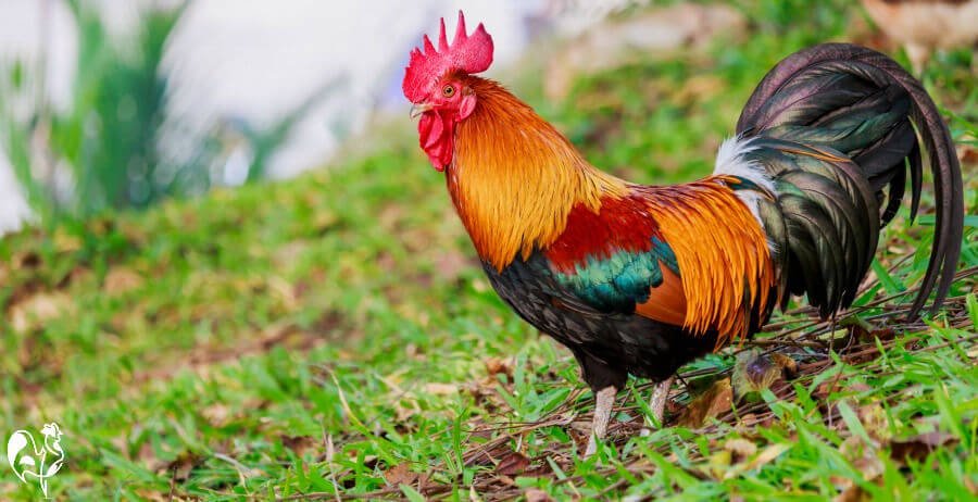 đá gà cựa sắt mới nhất đá gà cựa sắt mới nhất