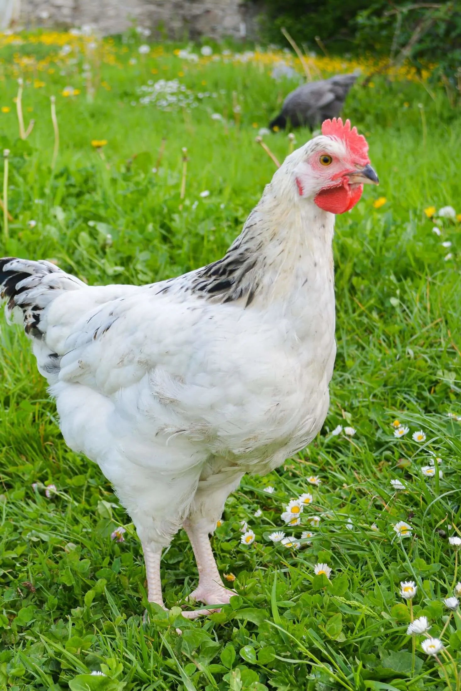 coi gà tre đá bên thomo coi gà tre đá bên thomo