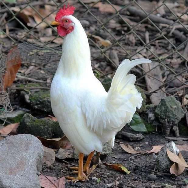 thuốc tăng lực cho gà đá cựa sắt thuốc tăng lực cho gà đá cựa sắt