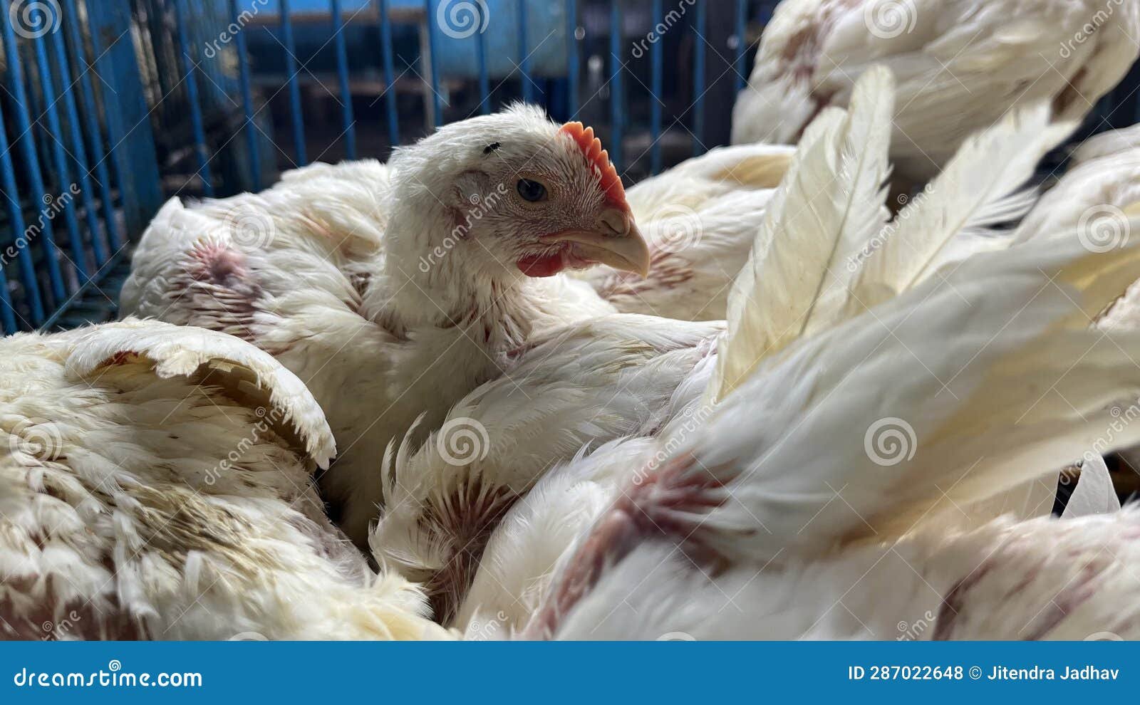 hội những người thích xem đá gà hội những người thích xem đá gà