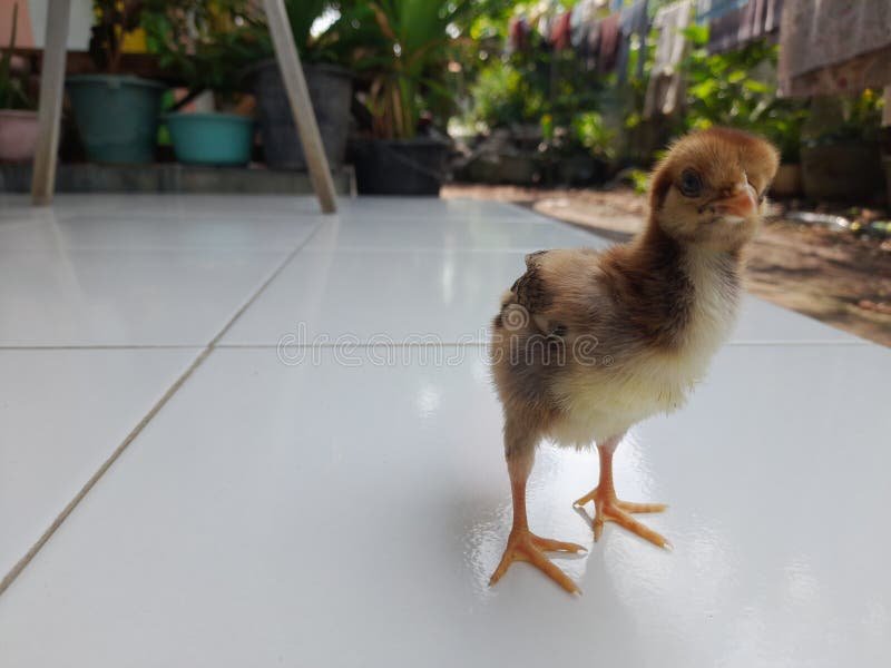 đá gà phụng hoàng kê đá gà phụng hoàng kê