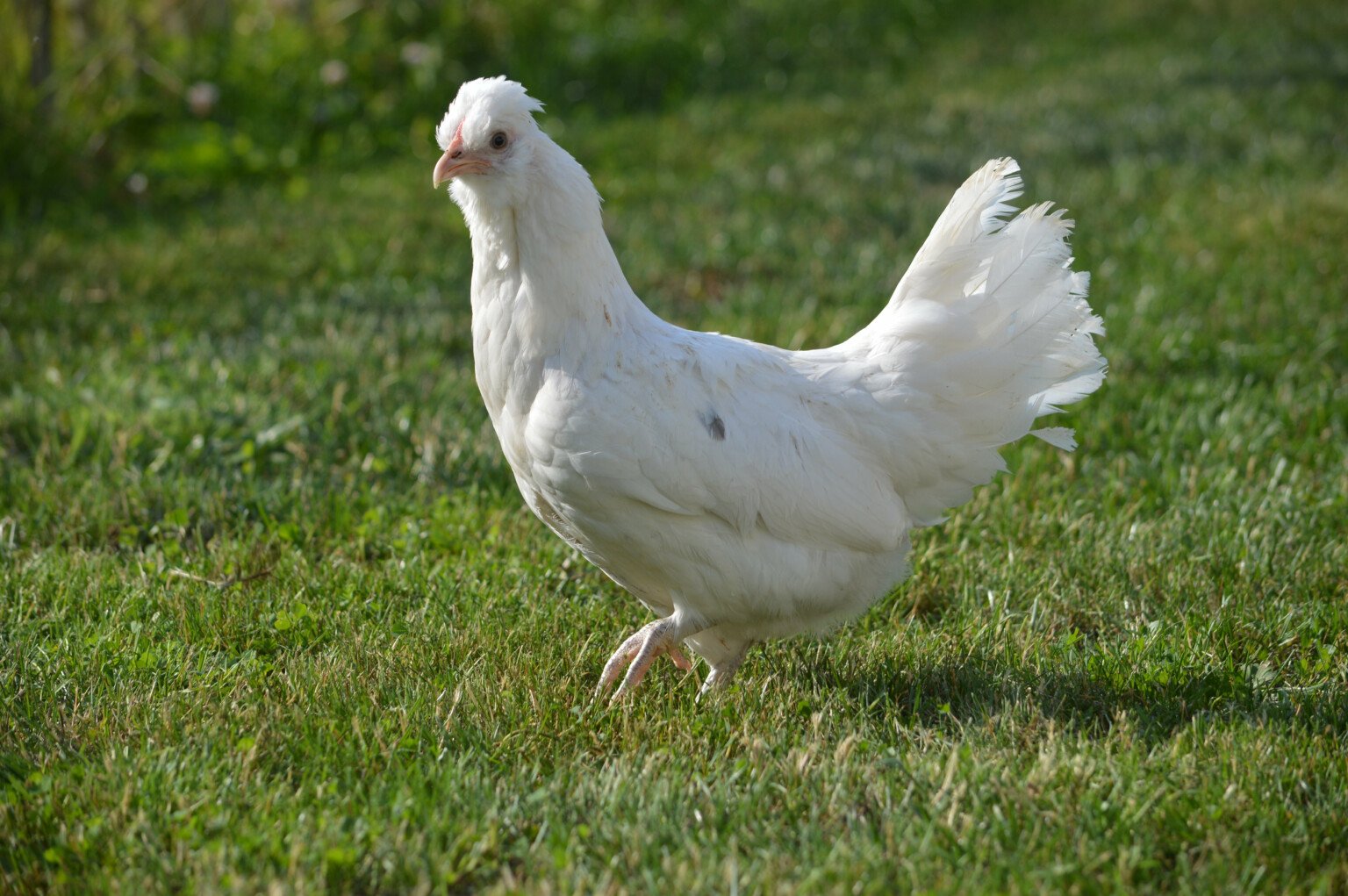 gà đá độ gà đá độ gà đá độ gà đá độ