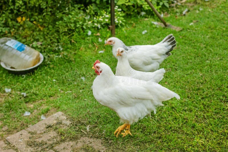 đá quý màu vàng mỡ gà là đá gì đá quý màu vàng mỡ gà là đá gì