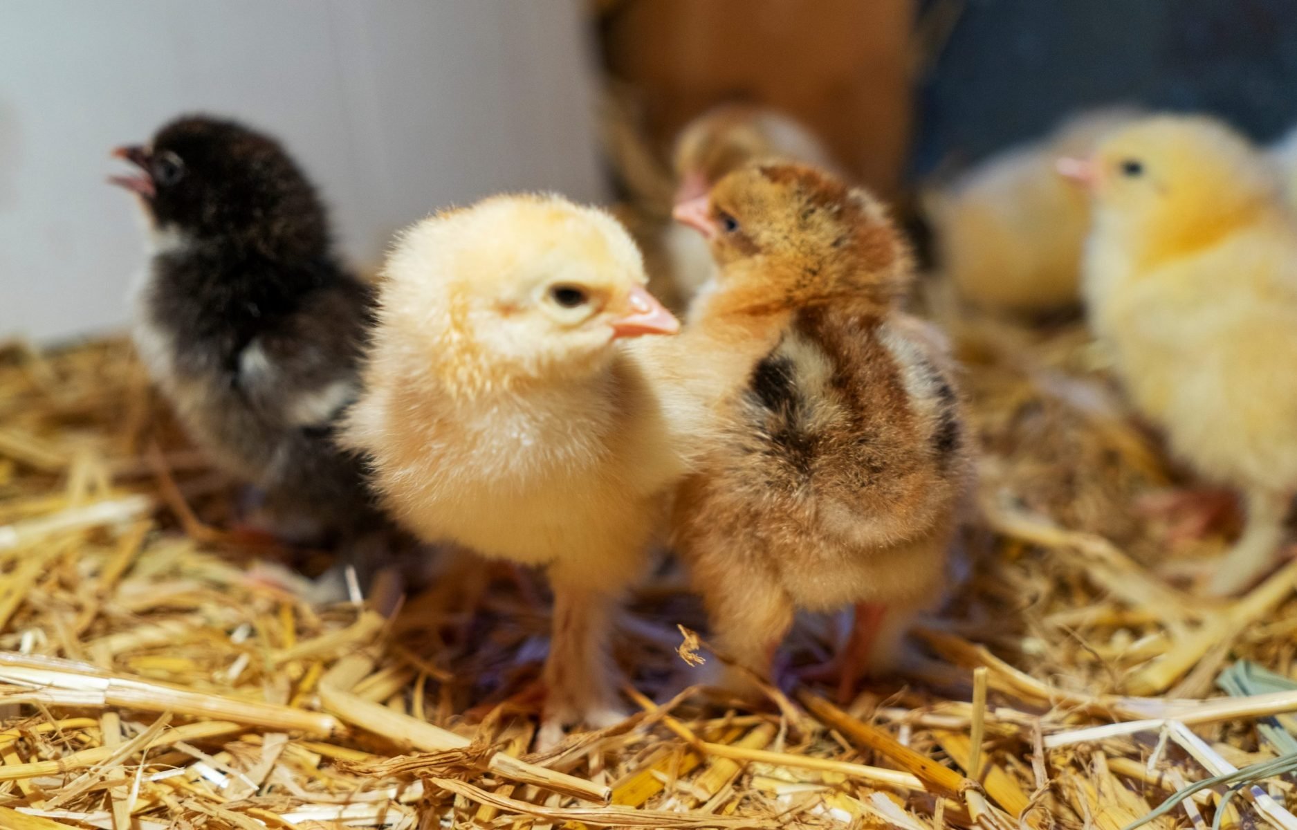 cách vô mồi cho gà đá cựa cách vô mồi cho gà đá cựa