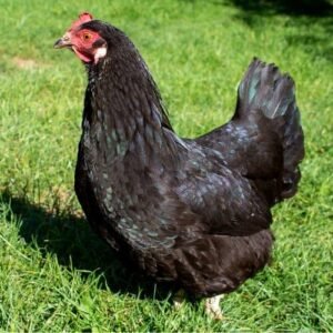 đá gà miền nam đá gà miền nam