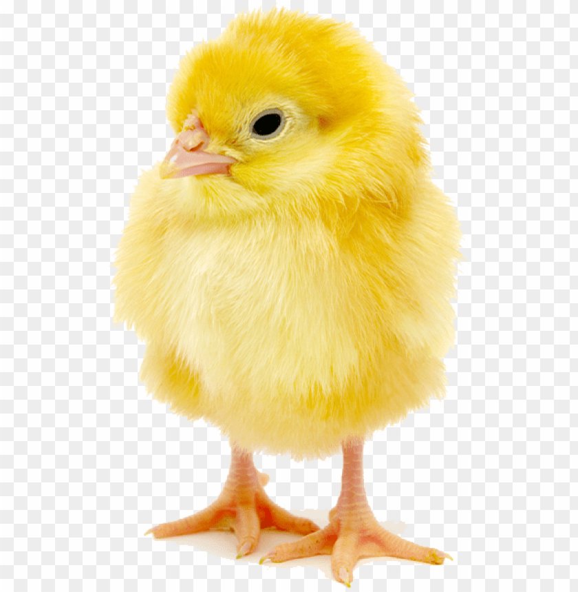 đá gà thế giới đá gà thế giới
