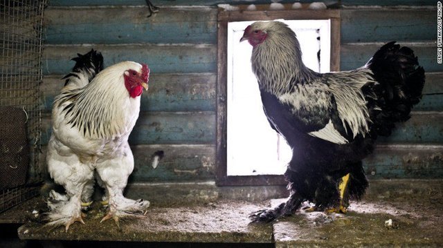 xem đá gà cựa sắt ở miền tây xem đá gà cựa sắt ở miền tây