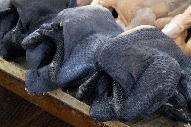 cách trồng cựa gà đá cách trồng cựa gà đá