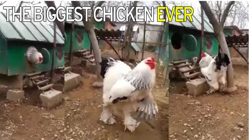 học như gà đá học như gà đá