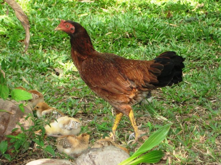 cách chọn gà đá cựa sắt tốt cách chọn gà đá cựa sắt tốt