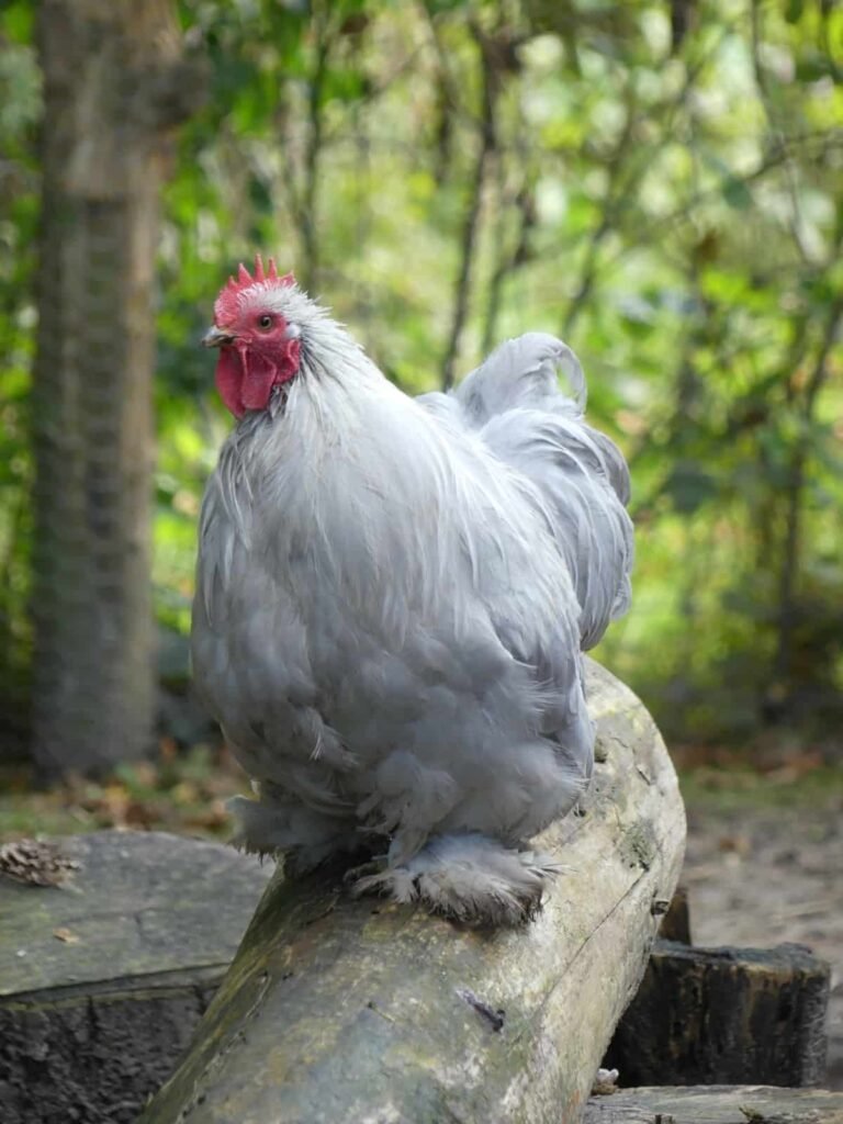 đá gà ở an giang đá gà ở an giang