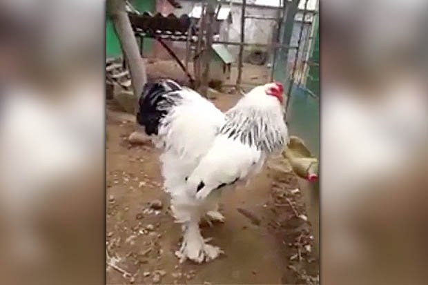 đá gà trưởng 369 đá gà trưởng 369