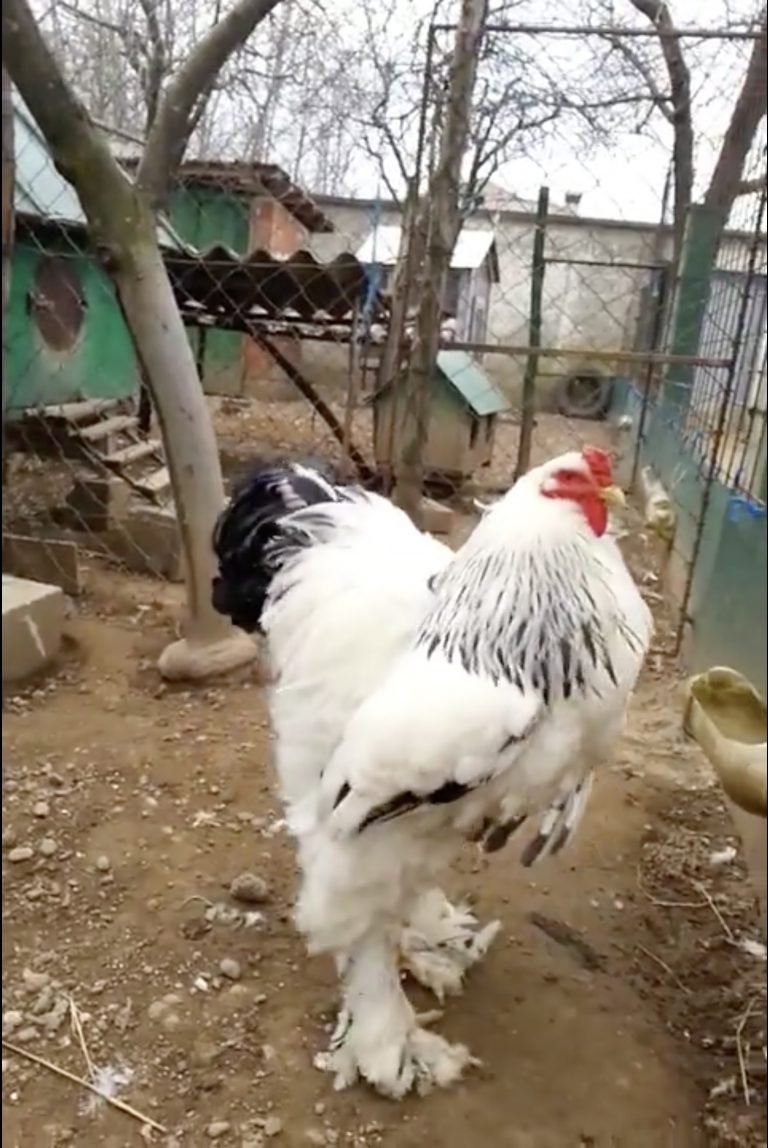 thuốc gà đá gallomin thuốc gà đá gallomin