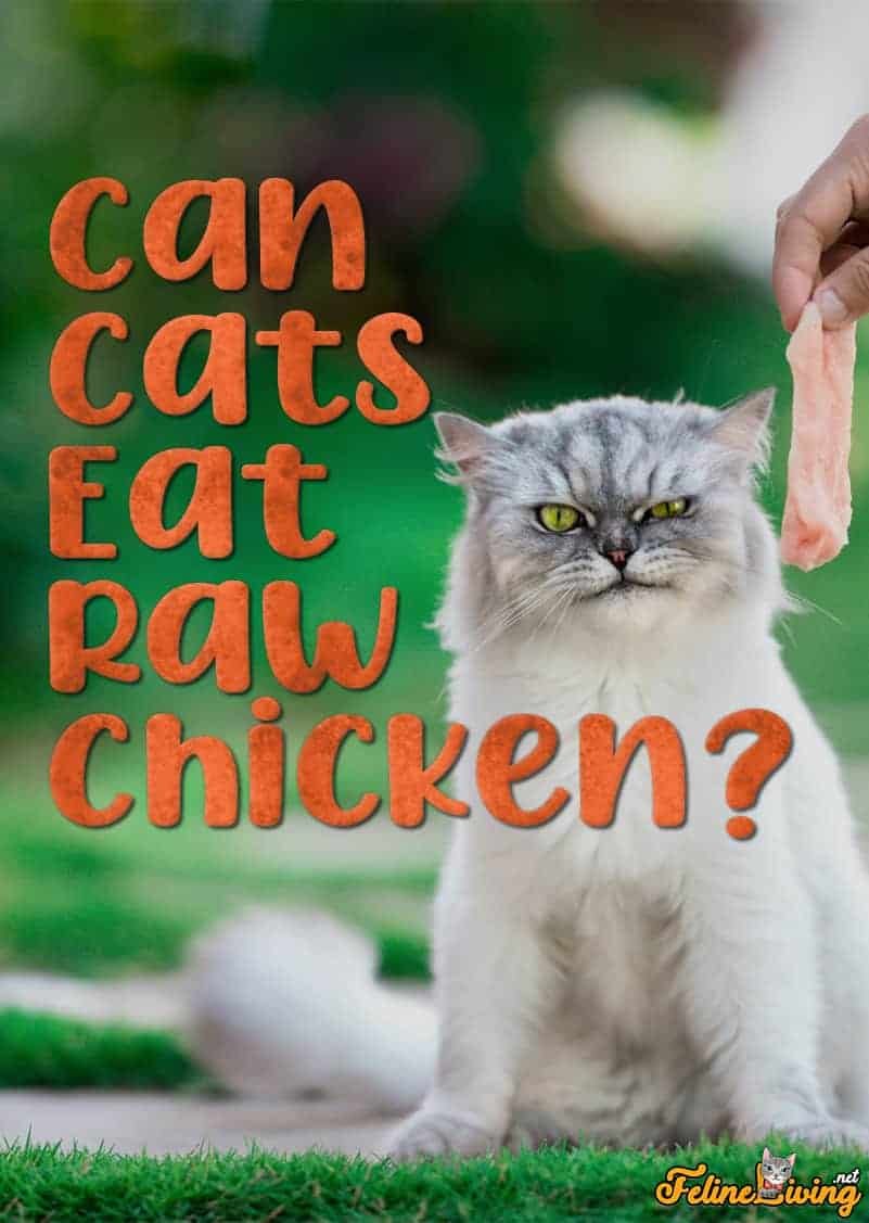 những trận đá gà cựa sắt những trận đá gà cựa sắt