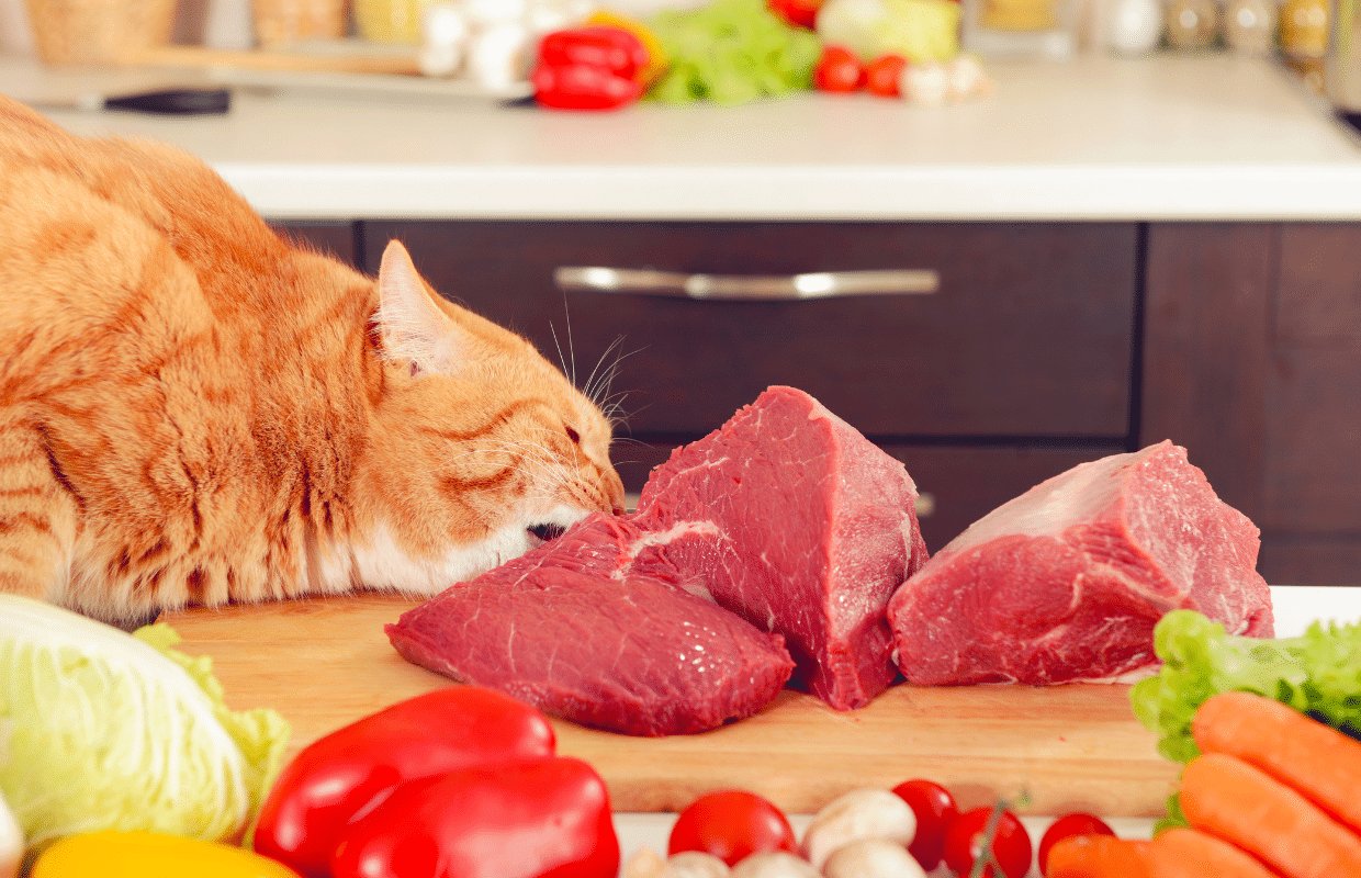 đá gà trực tiếp trường thomo ngày hôm nay đá gà trực tiếp trường thomo ngày hôm nay