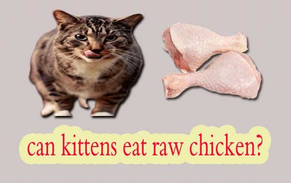 đá gà tre miền tây đá gà tre miền tây