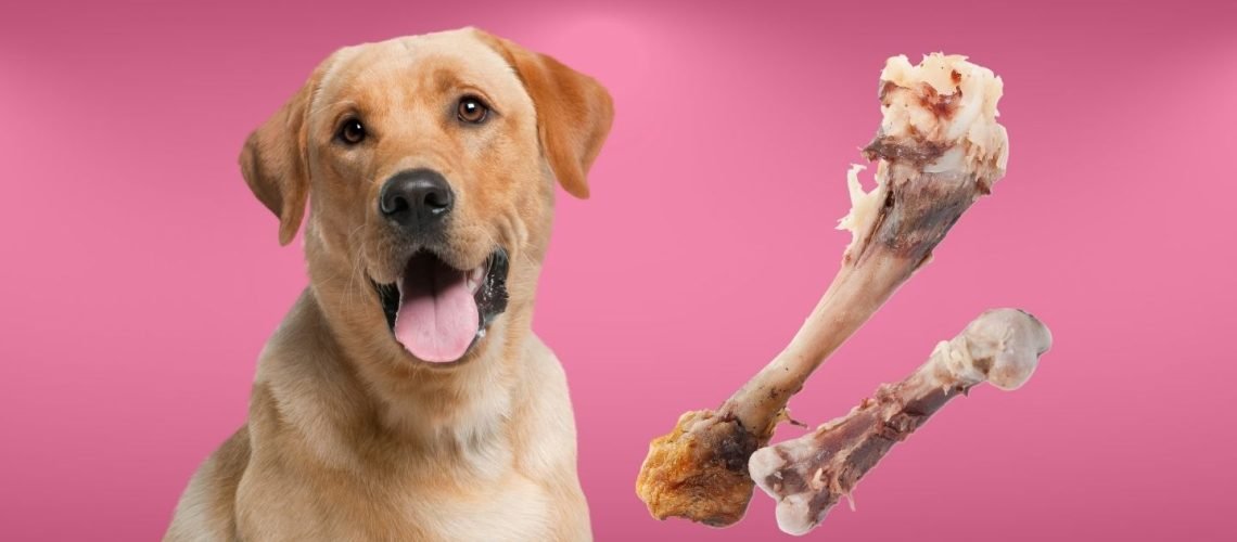 bắt đá gà ở bạc liêu bắt đá gà ở bạc liêu