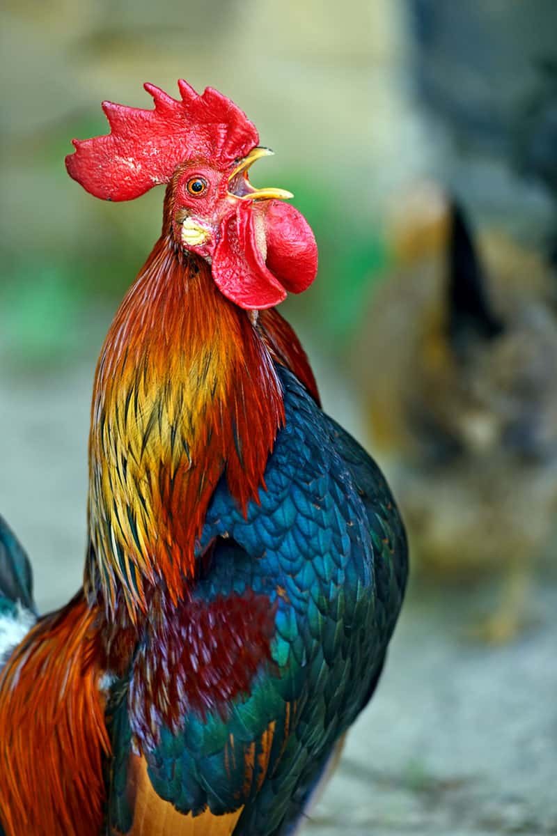 thuốc nhỏ cho gà đá thuốc nhỏ cho gà đá