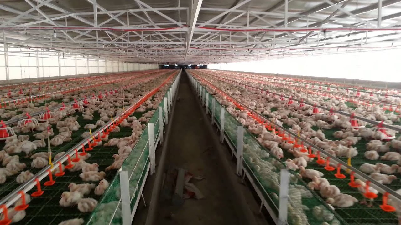 đá gà miền tây mới nhất 2018 đá gà miền tây mới nhất 2018