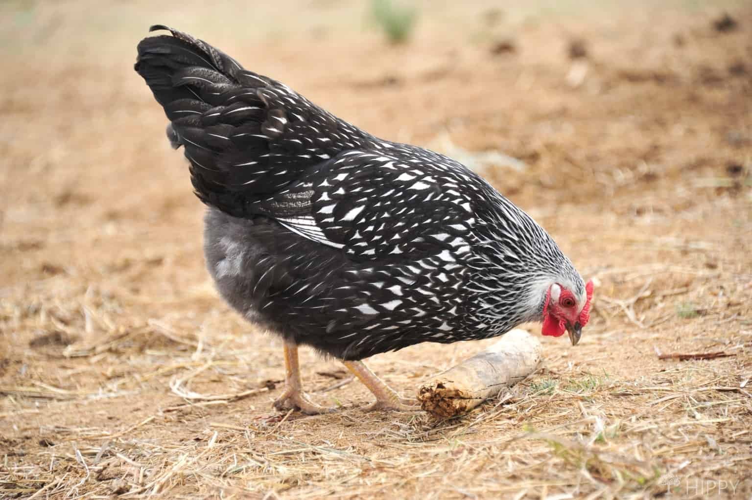 Xem đá gà trực tiếp không gián đoạn